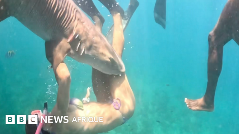 Des influenceurs mordus par des requins en tentant de réaliser des photos sous-marines.