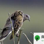 Le gouvernement français envisage d&rsquo;autoriser la chasse de la tourterelle des bois et du fuligule milouin.