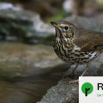 Sécheresse : des habitants installent des bars à eau pour secourir la faune locale.