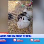 Marseille : 11 lapins saisis lors d&rsquo;une intervention sur un point de deal.