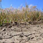 Canicule et sécheresse: pertes agricoles importantes pour l’agriculture française.