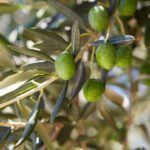 Conflit de voisinage en France : des arbres fruitiers perturbent la tranquillité résidentielle.