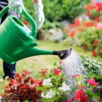 Arroser les plantes dès que la terre est sèche peut les endommager lors des canicules.