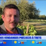 Chaleur : vendanges précoces signalées à Trets, impactant le secteur viticole local.