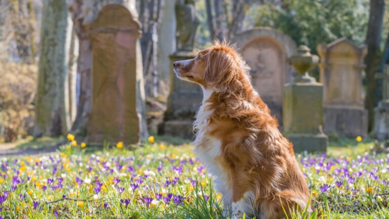 Un cimetière en France rend hommage aux animaux disparus par des sculptures dédiées.