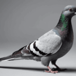 Cuisson du pigeon : méthodes pour obtenir une viande tendre et savoureuse.