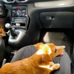 Interdiction de laisser un animal seul dans une voiture en cas de forte chaleur à Nice