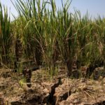 Le Super El Niño menace la stabilité économique mondiale selon des experts.