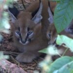Deux bébés caracals deviennent les vedettes du parc animalier du Mont Faron à Toulon