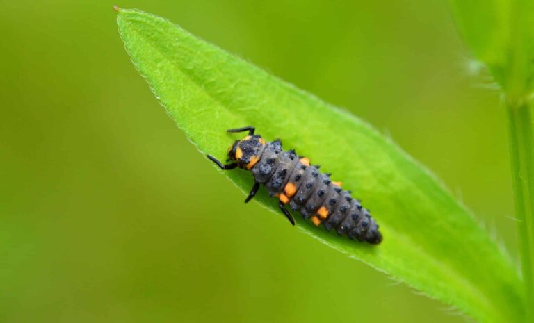 Un insecte noir et orange sur les rosiers peut éliminer jusqu’à 100 pucerons par jour.