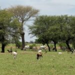 Diohine : la jachère au Sénégal lutte contre la dégradation des sols