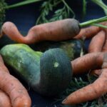 Le retour des fruits et légumes « moches » en supermarché à prix réduit en France.