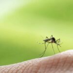 Virus de moustique détecté en Espagne, menace pour la France selon les experts sanitaires.