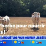 Augmentation de la production d&rsquo;herbes aromatiques en France face à la demande croissante du marché.