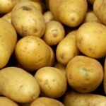Récolte de pommes de terre en France affectée par sécheresse et surproduction, frites plus petites.