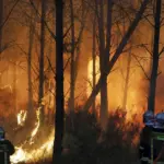 Les quatre défis de la reconstruction de la forêt française face aux enjeux environnementaux.