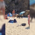 Des sangliers aperçus sur la plage de Sainte-Maxime, un phénomène fréquent cet été.