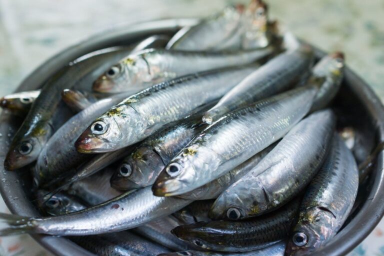 Sardine : chute des prix à 100 DA le kilo suite à une récolte abondante