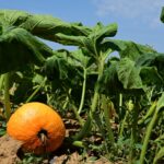 Sécheresse en Bretagne : des producteurs de fruits et légumes menacés de pertes importantes.