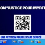 Pétition à Six-Fours pour enquêter sur un chat dépecé et empalé.