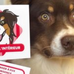 Une femme propose une méthode pour secourir les animaux lors d&rsquo;incendies en France.