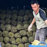 Le durian remplace le café sur les hauts plateaux du Vietnam, modifiant les investissements locaux.