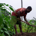 La RDC, plus grande réserve de terres arables en Afrique, face à des enjeux agricoles majeurs.