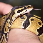 Un python royal échappé à Cherbourg-en-Cotentin, la mairie appelle à la vigilance.
