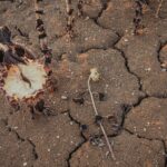Agriculteurs français prévoient une chute de 66% de leur chiffre d&rsquo;affaires en raison de la sécheresse.