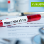 Surveillance renforcée des cas de virus du Nil occidental en France jusqu’au 30 novembre