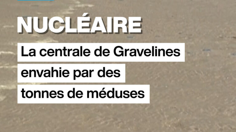 Des tonnes de méduses entraînent l’arrêt de trois réacteurs à la centrale nucléaire de Gravelines.