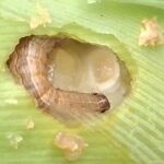Prévention et lutte contre les dégâts de la chenille légionnaire en agriculture.