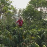 Séisme en Colombie : l’industrie du café confrontée à des perturbations économiques