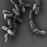 Yersinia pestis adapte ses mécanismes pour optimiser la transmission par les puces.