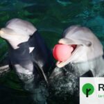 Les dauphins de Marineland resteront sur place après l&rsquo;abandon du projet de Beauval.