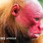 Les 10 créatures les plus laides du monde selon des études zoologiques internationales.