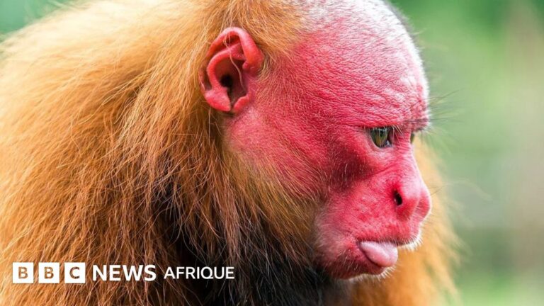 Les 10 créatures les plus laides du monde selon des études zoologiques internationales.