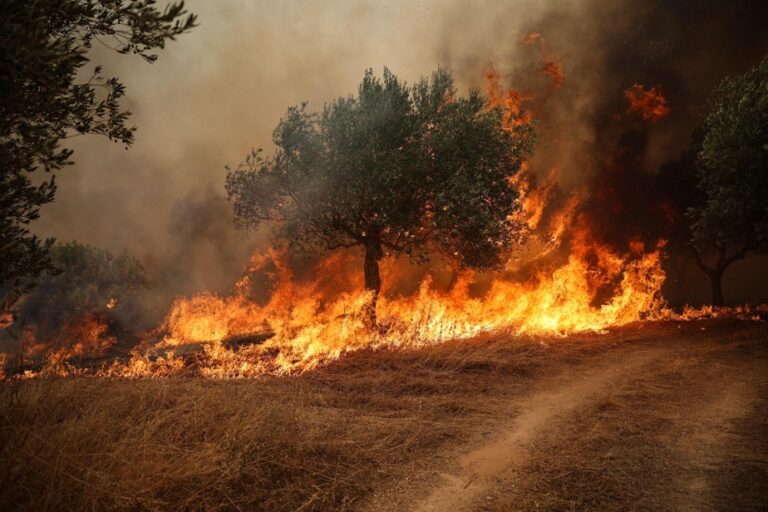 Incendies de forêt en Grèce : évacuations massives et destruction de milliers d’hectares.