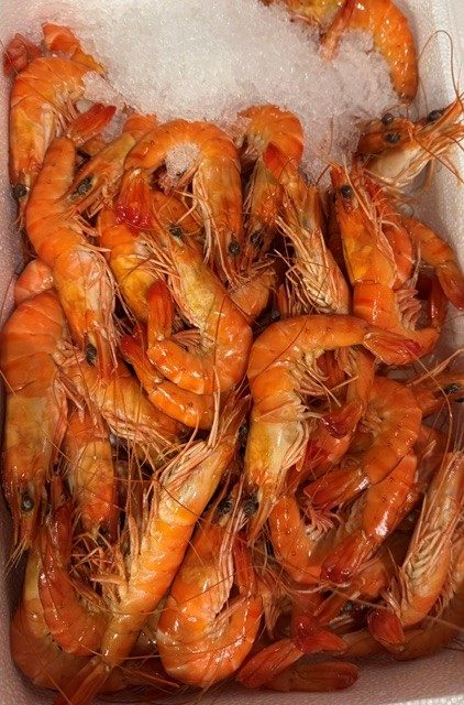 Rappel Consommateur – Détail Crevettes roses cuites étal poissonnerie Sans marque