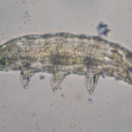 Une protéine de tardigrade réduit les dommages des radiations sur les cellules humaines.