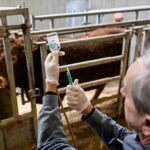 Le virus Shamonda n&rsquo;est pas une stratégie pour favoriser les importations sud-américaines.