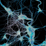Alzheimer : une molécule novatrice restaure la mémoire chez des souris en laboratoire