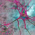Des chercheurs identifient un déclencheur de l’âge lié aux maladies cérébrales.