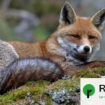 Renouvellement de l&rsquo;autorisation de tuer les renards en France : une mesure controversée.