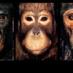 Aux Rencontres d’Arles, une exposition explore la relation entre l&rsquo;homme et les animaux.
