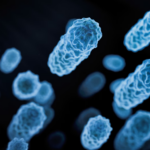 Une bactérie intestinale pourrait contribuer à la conservation de la perte de poids, selon une étude.