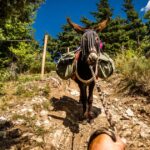 Randonnée dans les Cévennes : le sentier de Stevenson avec des ânes pour accompagnateurs
