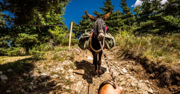 Randonnée dans les Cévennes : le sentier de Stevenson avec des ânes pour accompagnateurs