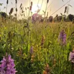 Des scientifiques constatent l’apparition de milliers d’orchidées sur un champ laissé à l’abandon.