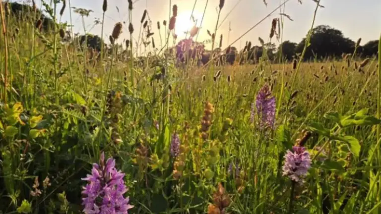 Des scientifiques constatent l’apparition de milliers d’orchidées sur un champ laissé à l’abandon.